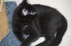 Toothless - Kitten