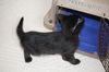 Toothless - Kitten