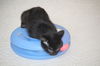 Toothless - Kitten
