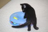 Toothless - Kitten