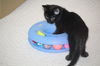 Toothless - Kitten