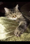 Snookie