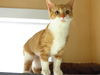 *Kitzy - kitten