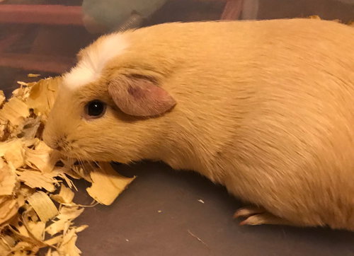 Miss Piggy - Courtesy Listing