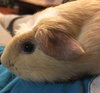 Miss Piggy - Courtesy Listing