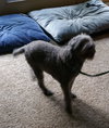 Spanky