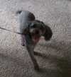 Spanky