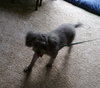 Spanky