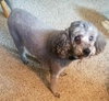 Spanky