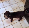 Miracle - Cat