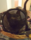 Miracle - Cat
