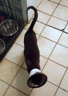 Miracle - Cat