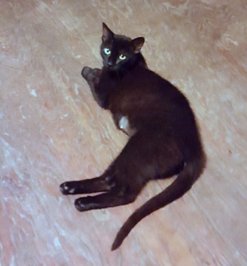 Miracle - Cat