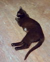 Miracle - Cat