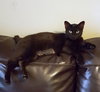 Miracle - Cat