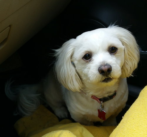 Bugsy