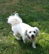 Bugsy