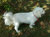 Bugsy