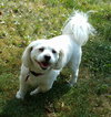 Bugsy