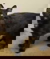 Buttons - Cat
