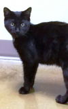 Buttons - Cat