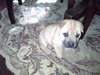 Precious Puppy