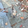 Precious Puppy