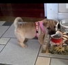 Precious Puppy
