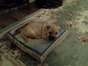 Precious Puppy