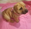 Precious Puppy
