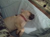 Precious Puppy