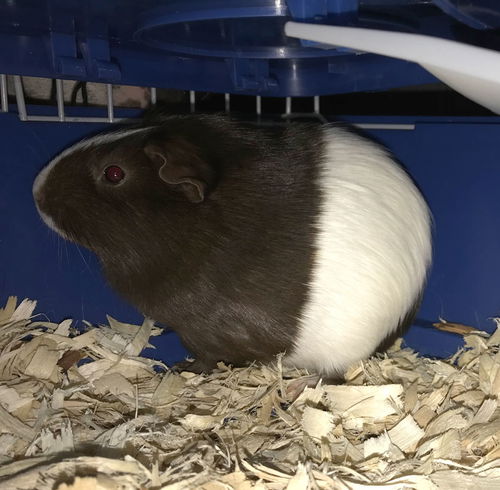 Georgie Girl - Guinea Pig