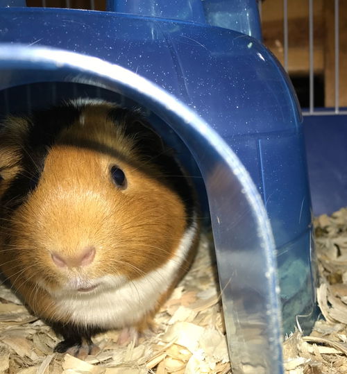 Peppa -  Guinea Pig