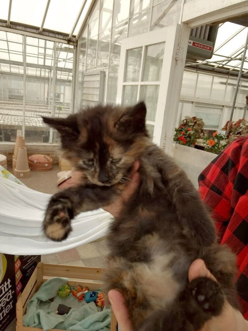 Tortoiseshell Kitten - Courtesy Listing