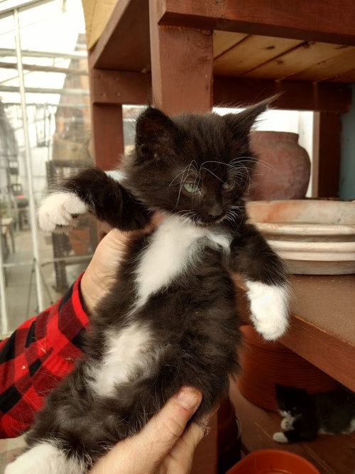 Tuxedo Kitten - Courtesy Listing