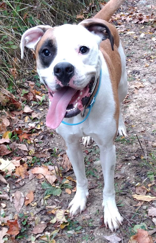 Oreo - American Bulldog