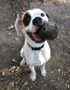 Oreo - American Bulldog