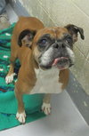 Pound Dogs 144048 & 144049