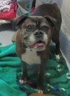 Pound Dogs 144048 & 144049