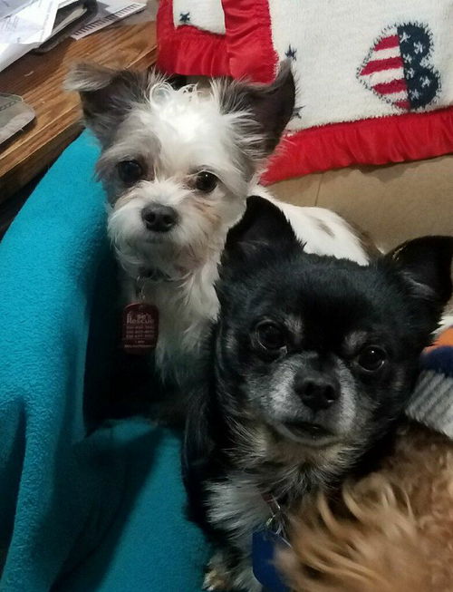 Chico & Little Mary - Bonded Pair