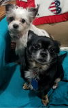 Chico & Little Mary - Bonded Pair