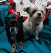 Chico & Little Mary - Bonded Pair