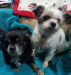 Chico & Little Mary - Bonded Pair