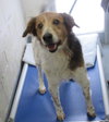 Pound Dog-Rusty 144046