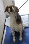 Pound Dog-Rusty 144046