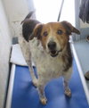 Pound Dog-Rusty 144046