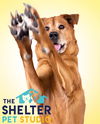 Pound Dog-Rosie 144147