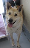 Pound Dog-Phil 144210