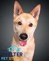 Pound Dog-Phil 144210