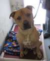 Pound Dog-Patterson 144352